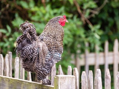 Chicken - De Zonnegloed - Animal park - Animal refuge centre 